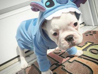 Honden | Toebehoren Franse bulldog ouders aanwezig