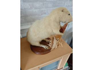 Verzamelen Opgezette dieren 2 stuks