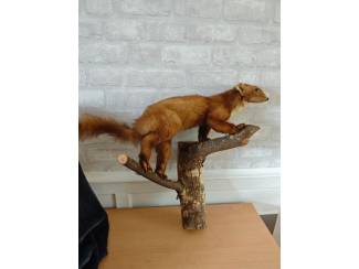 Verzamelen Opgezette dieren 2 stuks