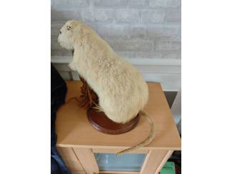 Verzamelen Opgezette dieren 2 stuks