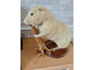Verzamelen Opgezette dieren 2 stuks