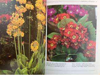 Flora en Fauna A Plantman's Guide to Primulas - Philip Swindells