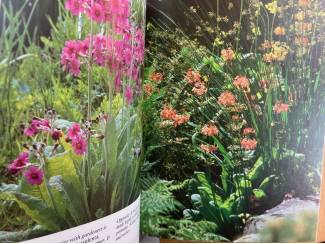 Flora en Fauna A Plantman's Guide to Primulas - Philip Swindells