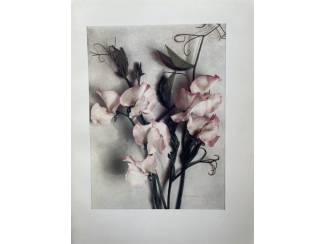 Hobby en Techniek Sweet Peas Present-Day Gardning - Horace J. Wright