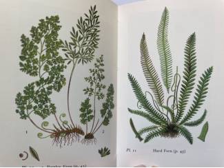 Flora en Fauna The Observer's Book of Ferns - Francis Rose
