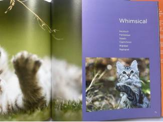 Flora en Fauna Cats Katzen Chats Katten Gatos Kocky