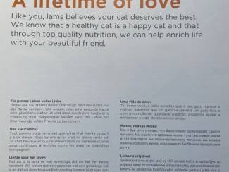Flora en Fauna Cats Katzen Chats Katten Gatos Kocky