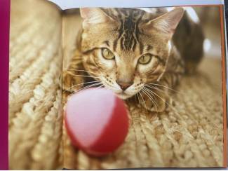 Flora en Fauna Cats Katzen Chats Katten Gatos Kocky