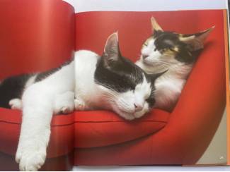 Flora en Fauna Cats Katzen Chats Katten Gatos Kocky