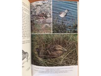 Flora en Fauna Vogels van wad en slik - M. de Jong