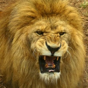 Wildman0210